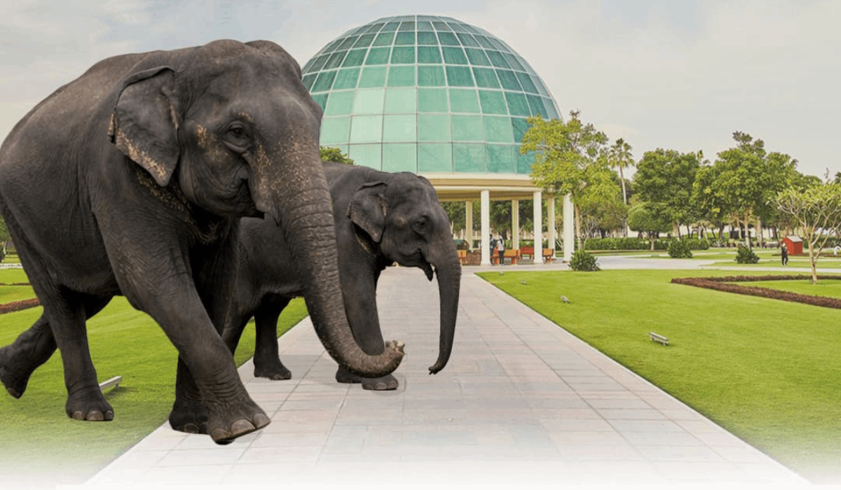 Nepal Presents Two Asian Elephants to Al Khor Park